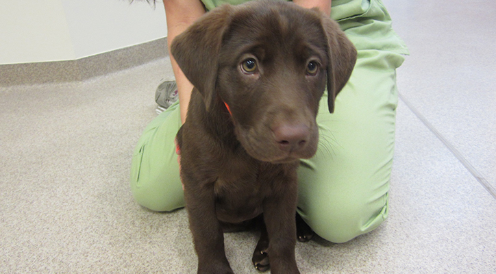 a small brown lab in a vet clinic being helped by a vet technician 