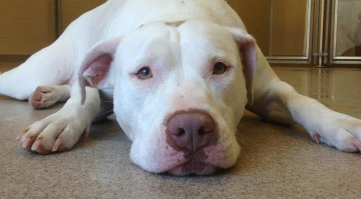 A dog laying on the ground of a vet clinic 