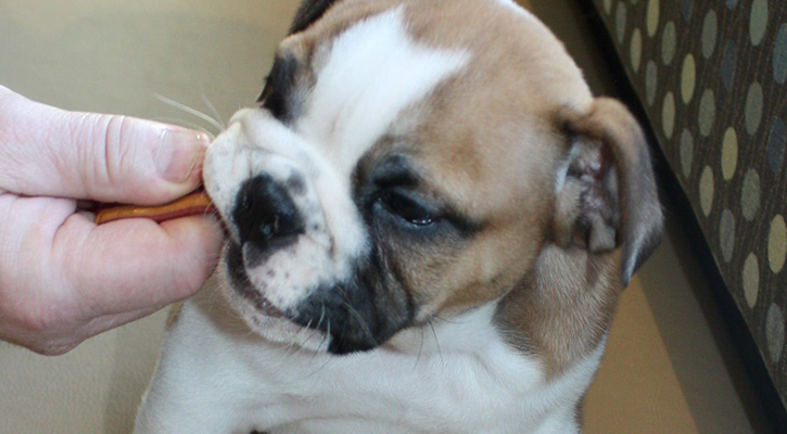 A small puppy chewing on a dental hygiene stick