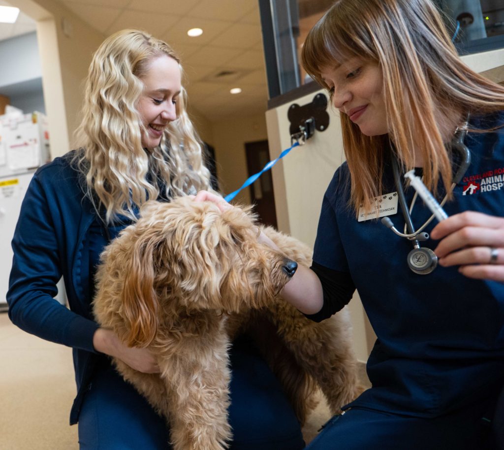 two vets assessing a dog's health during a wellness exam