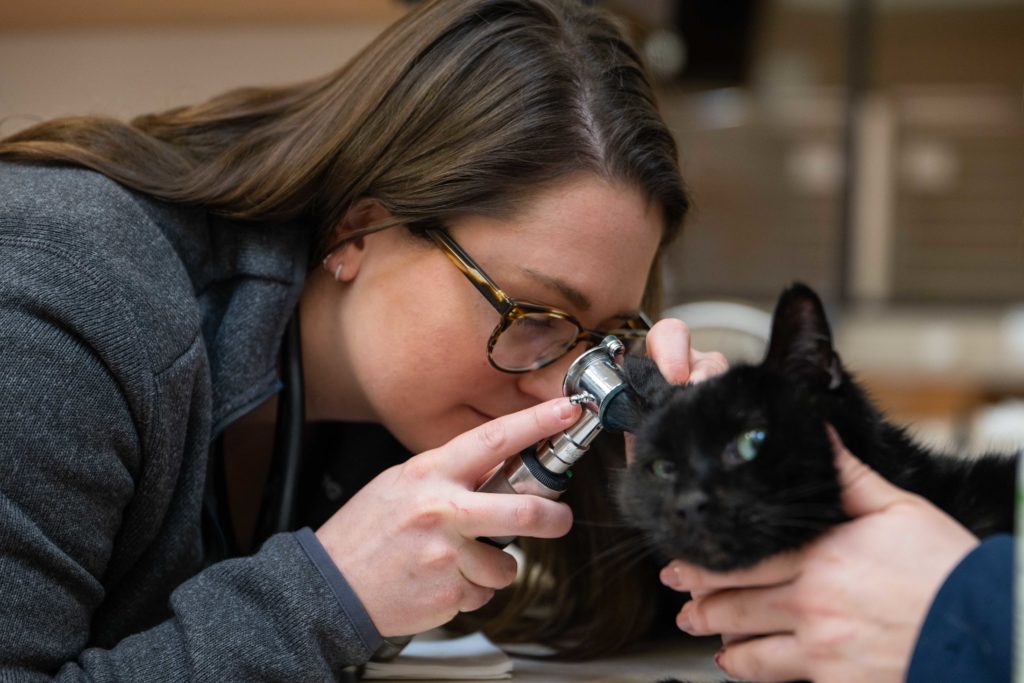 a vet looking inside of a geriatric cat's ear with an otoscope