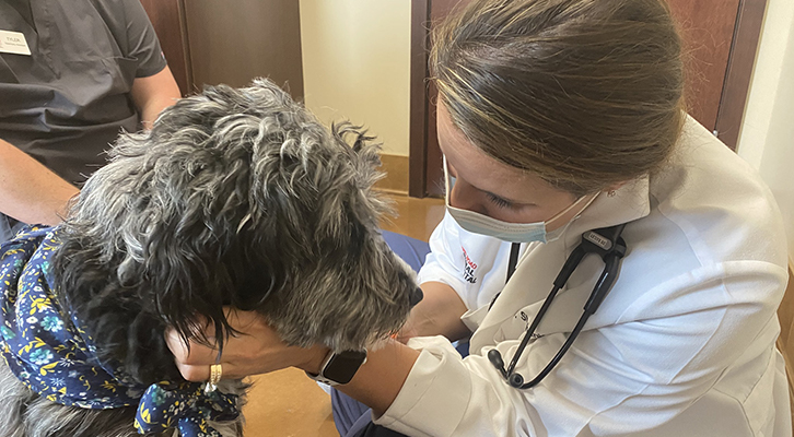 Vet assessing a dog in a routine wellness exam