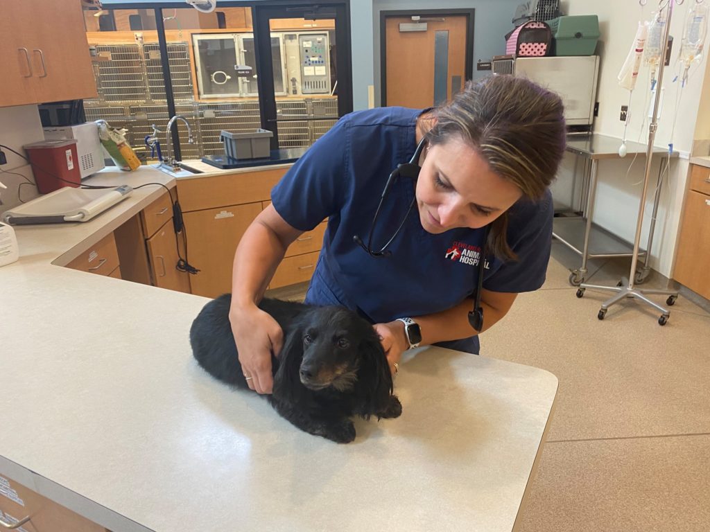 vet holding a small dog in place inside of a clinic