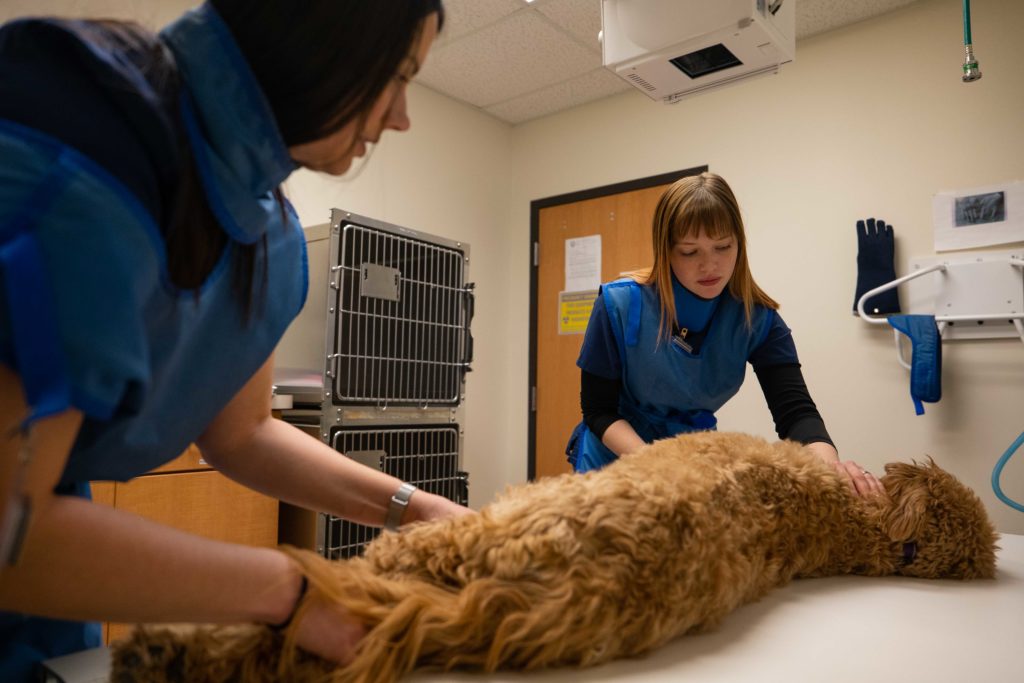 Two vets preparing a dog for an x-ray inside of a veterinary clinic