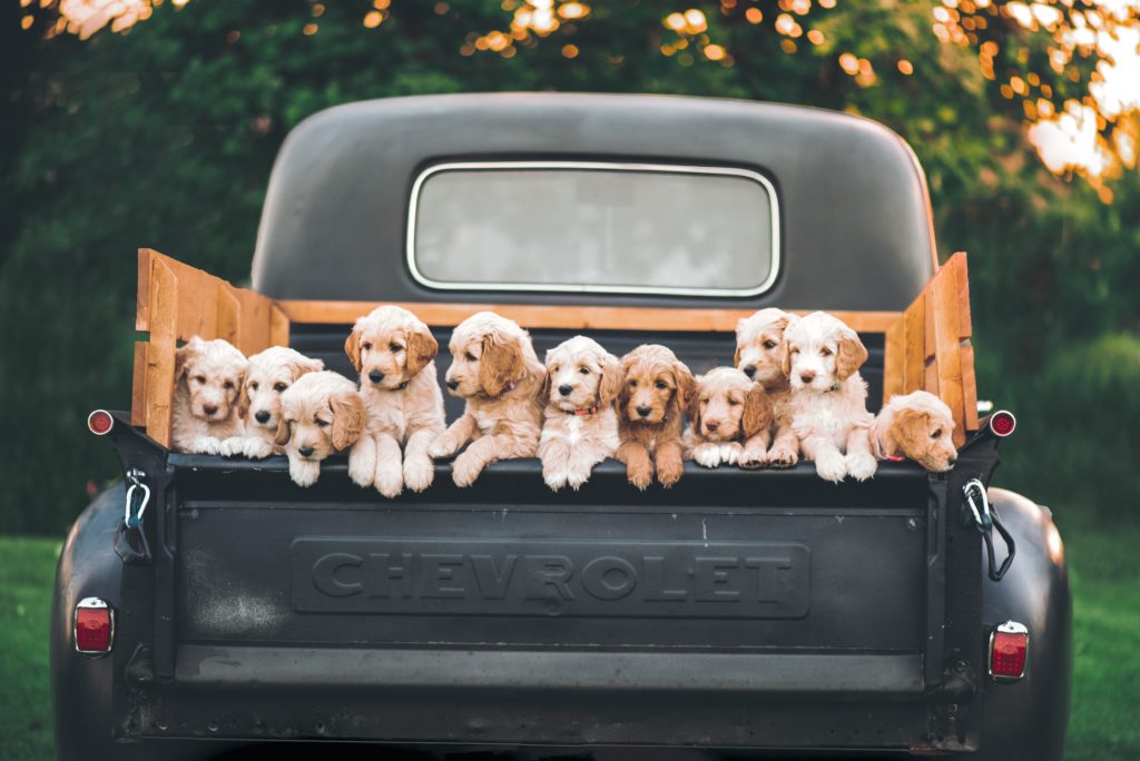 A 1950's Chevrolet pickup truck with a truck bed full of of puppies